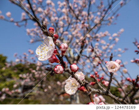 春の晴れた日に咲くアンズの花 春の晴れた日に咲くアンズの花 124478169