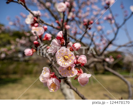 春の晴れた日に咲くアンズの花 春の晴れた日に咲くアンズの花 124478170
