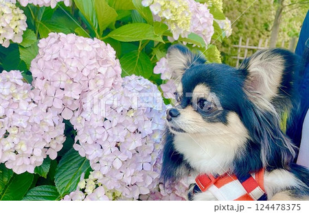 紫陽花とポメチワの子犬 124478375