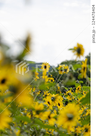 ひまわり畑の風景 124478404