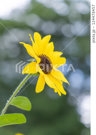 ひまわり畑の風景 124478457