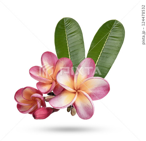 plumeria rubra flower with leaves isolated on white background plumeria rubra flower with leaves isolated on white background 124478532