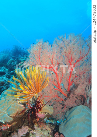 座間味島のウミシダと赤いイソバナ　沖縄の海 124478632