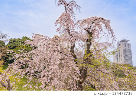 【東京都】枝垂れ桜が咲いた、小石川後楽園 124478739