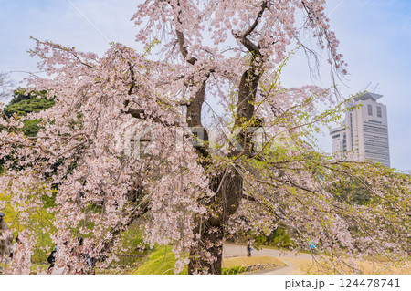 【東京都】枝垂れ桜が咲いた、小石川後楽園 124478741