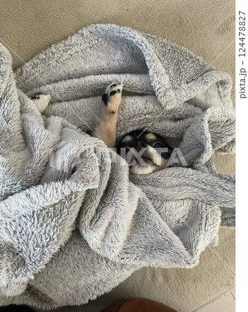 毛布の中で埋もれて片手足だけ出して助けを呼ぶポメチワの子犬 124478827