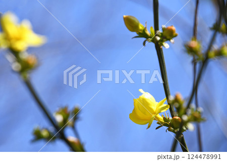 オウバイモドキ(黄梅擬) オウバイモドキ(黄梅擬) 124478991