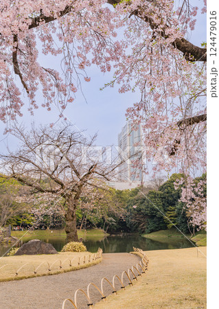 【東京都】枝垂れ桜が咲いた、小石川後楽園 【東京都】枝垂れ桜が咲いた、小石川後楽園 124479016