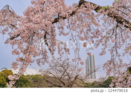 【東京都】枝垂れ桜が咲いた、小石川後楽園 124479018
