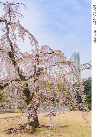 【東京都】枝垂れ桜が咲いた、小石川後楽園 【東京都】枝垂れ桜が咲いた、小石川後楽園 124479024