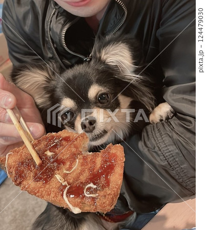 アジフライを狙うポメチワの子犬 124479030