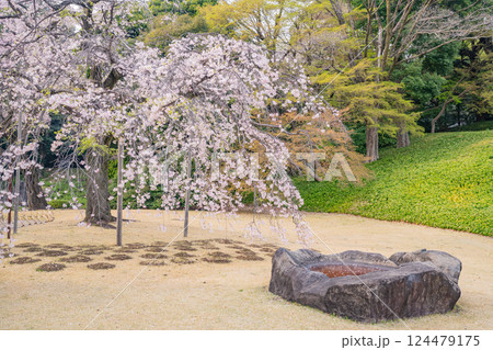 【東京都】枝垂れ桜が咲いた、小石川後楽園 124479175