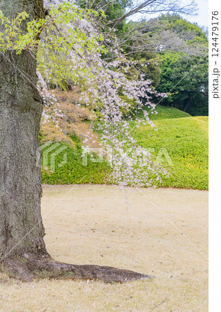 【東京都】枝垂れ桜が咲いた、小石川後楽園 124479176
