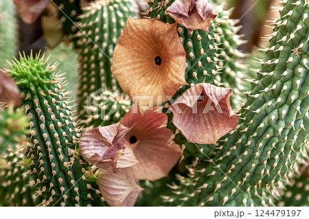 ホーディア ユッタエの桃色花【多肉植物】 124479197