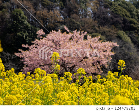 春の公園風景　菜の花と河津桜 124479203