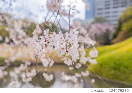 【東京都】小石川後楽園・風に揺れる枝垂れ桜 124479250