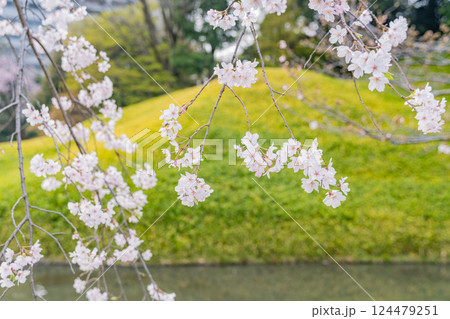 【東京都】小石川後楽園・風に揺れる枝垂れ桜 【東京都】小石川後楽園・風に揺れる枝垂れ桜 124479251