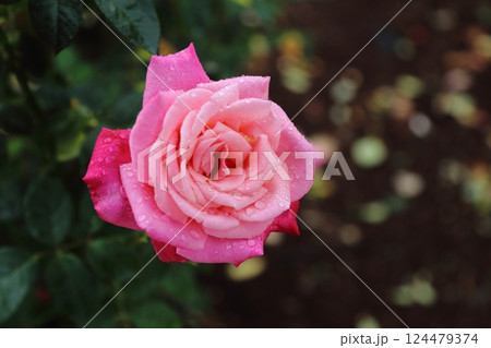 荒尾市 おもやい市民花壇 バラの花、 荒尾市 おもやい市民花壇 バラの花、 124479374