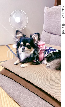 浴衣を着て和室の座布団の上で一休憩をするポメチワの子犬 124479426
