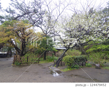 春の葉山しおさい公園 春の葉山しおさい公園 124479452