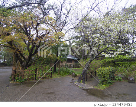 春の葉山しおさい公園 124479453