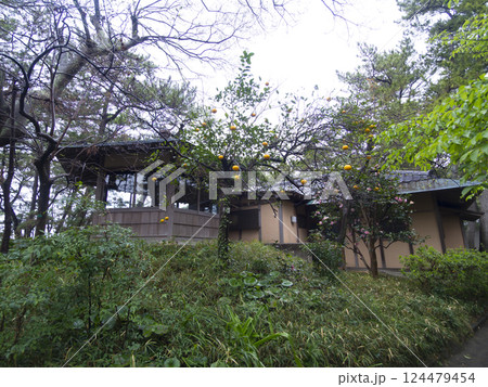 春の葉山しおさい公園 124479454