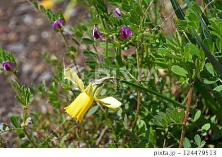 ミニ水仙 テイタテイトとカラスノエンドウ 124479513