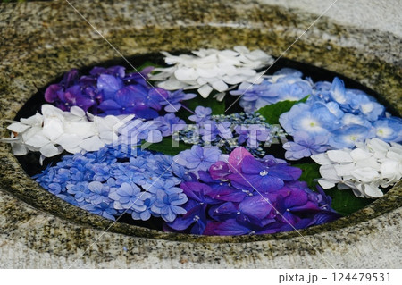 綺麗な紫陽花の花手水 124479531