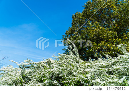 満開のユキヤナギ 124479612