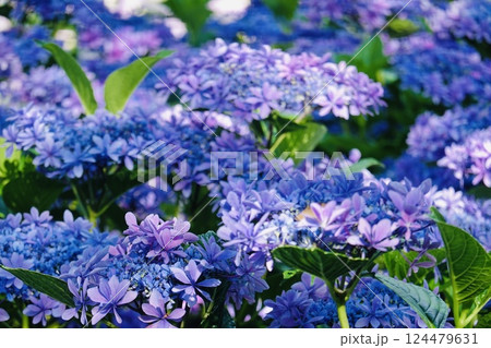 美しい紫のガクアジサイ 124479631