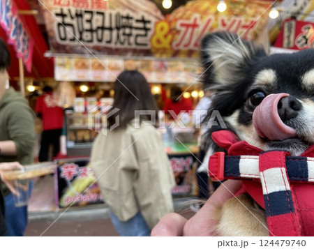 屋台の前で舌なめずりをするポメチワの子犬 124479740