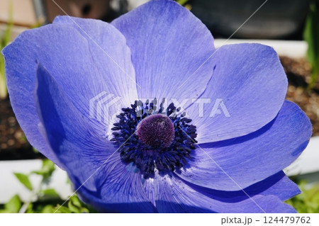 春の花 アネモネ 春の花 アネモネ 124479762