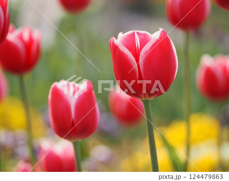 新潟県産チューリップ　メリープリンス 124479863