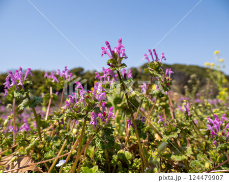 春の野原に咲くホトケノザの花 124479907