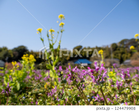 春の野原に咲くホトケノザの花 春の野原に咲くホトケノザの花 124479908