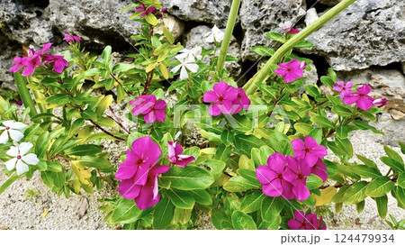 沖縄県八重山諸島竹富島に咲くアマリリス 124479934