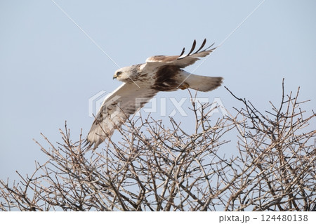 ケアシノスリ 124480138