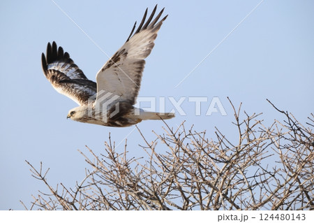 ケアシノスリ ケアシノスリ 124480143