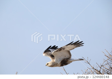 ケアシノスリ ケアシノスリ 124480148