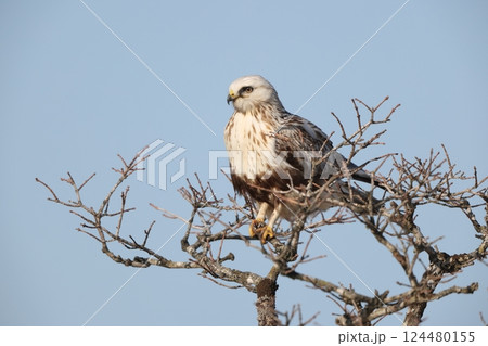 ケアシノスリ 124480155