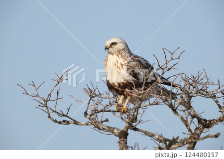 ケアシノスリ ケアシノスリ 124480157