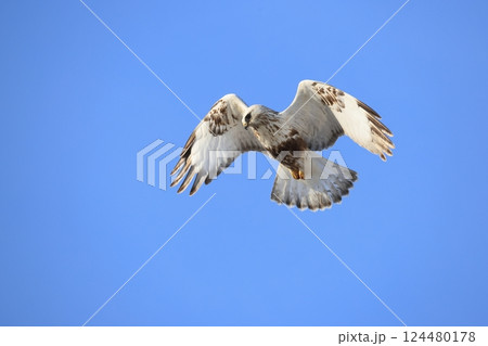 ケアシノスリ ケアシノスリ 124480178