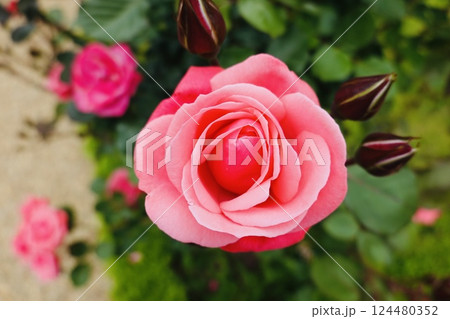 ゴージャスなピンクの薔薇 ゴージャスなピンクの薔薇 124480352