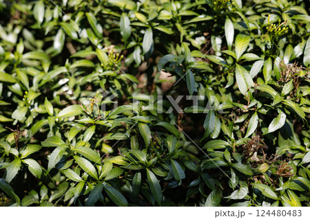 Green Leaf And Withered Flower Background Green Leaf And Withered Flower Background 124480483
