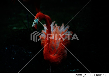 飛び立つフラミンゴの躍動と美しい羽の瞬間 飛び立つフラミンゴの躍動と美しい羽の瞬間 124480545