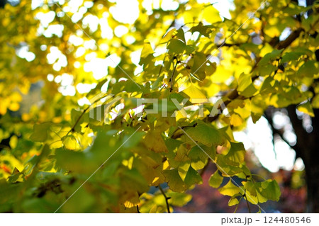 秋の光に輝くイチョウの葉 秋の光に輝くイチョウの葉 124480546