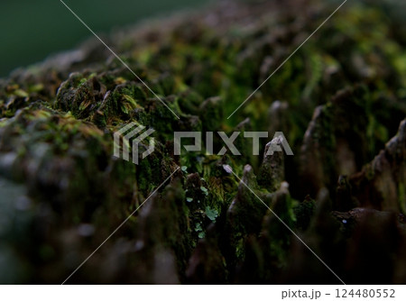 苔むした木肌のディテールと自然の造形美 苔むした木肌のディテールと自然の造形美 124480552