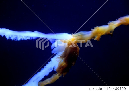 青い光に浮かぶクラゲの幻想的な姿 青い光に浮かぶクラゲの幻想的な姿 124480560