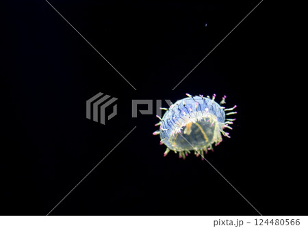 青い光に浮かぶクラゲの幻想的な姿 青い光に浮かぶクラゲの幻想的な姿 124480566