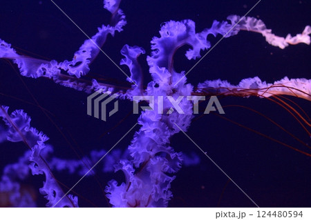 青い光に浮かぶクラゲの幻想的な姿 青い光に浮かぶクラゲの幻想的な姿 124480594